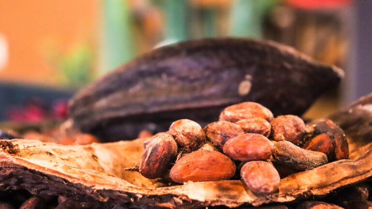 El Cacao, regalo de los Dioses. Historia, Propiedades y Beneficios