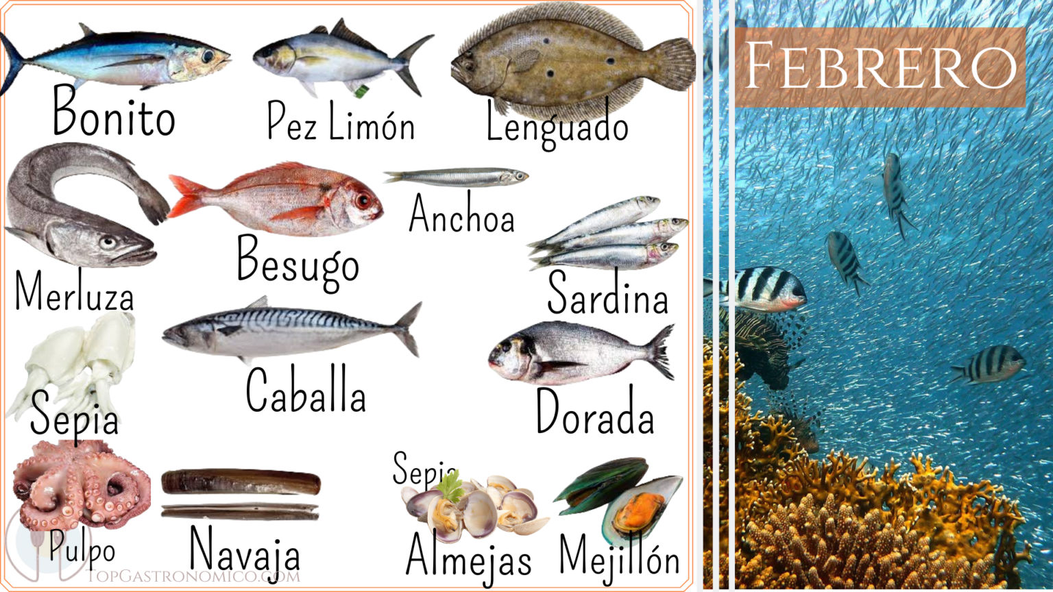 Pescados y Mariscos de Temporada, calendario anual completo