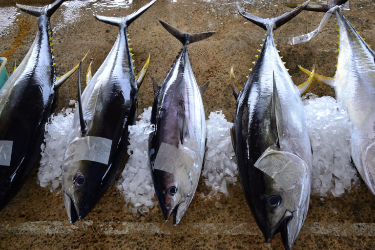 Cómo conservar el atún, fresco o de alta, y cuánto tiempo puede aguantar en la nevera