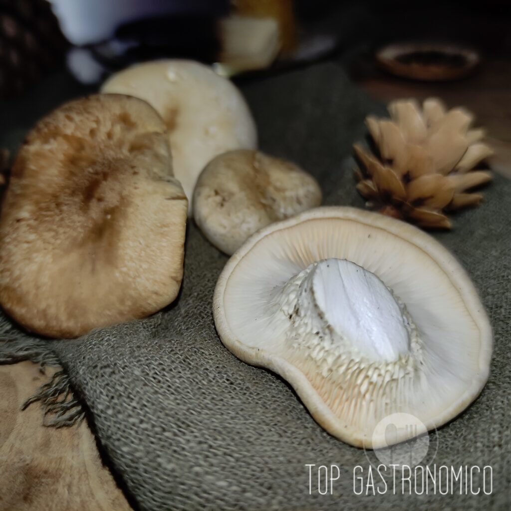 Cómo limpiar las Setas de Cardo, listas para tus recetas en pocos minutos