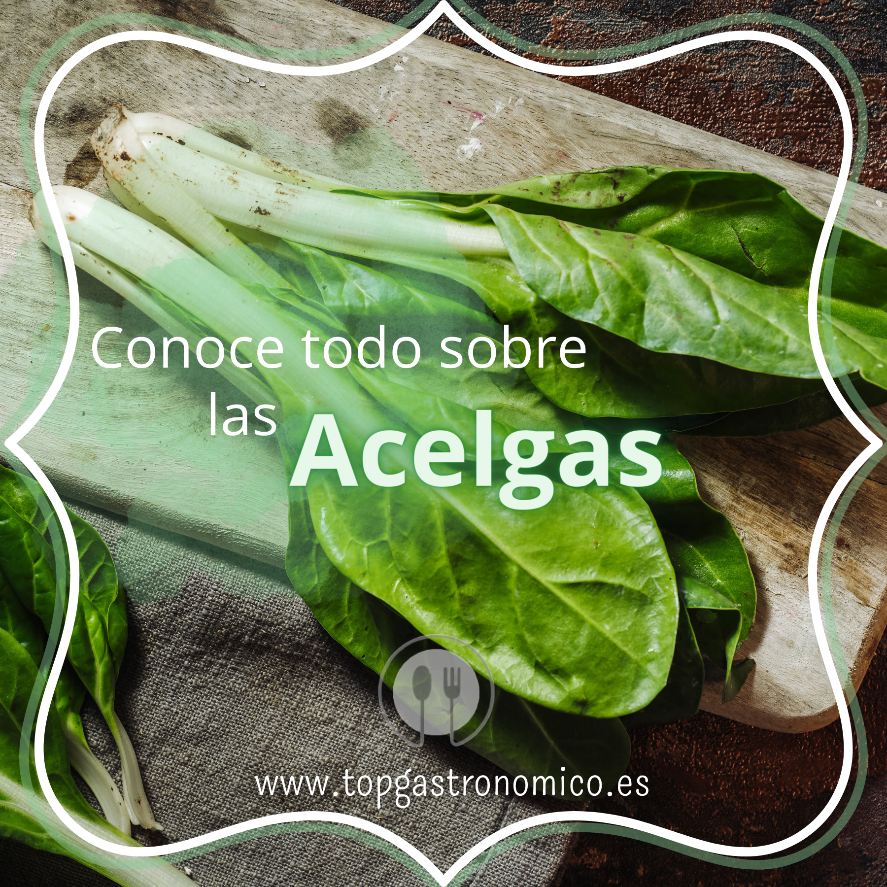Todo sobre las Acelgas, conoce este fantástico vegetal más a fondo