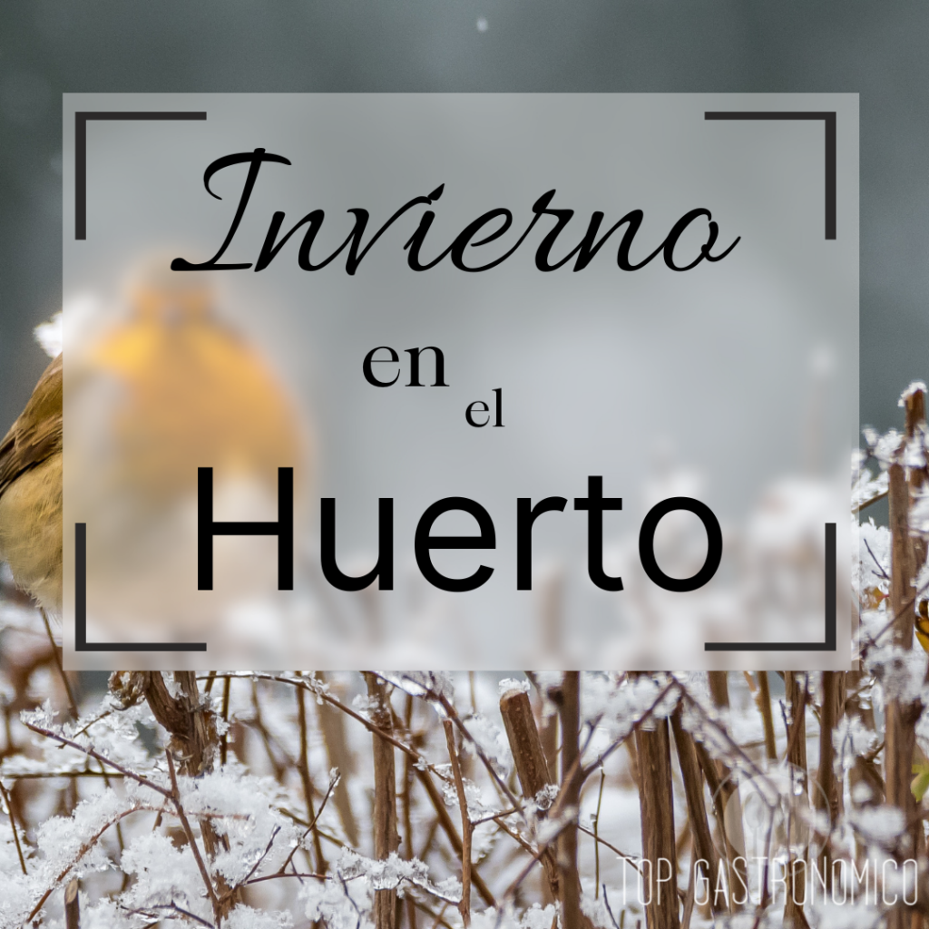 El Huerto en Invierno: guía completa para cultivar con éxito en la época fría
