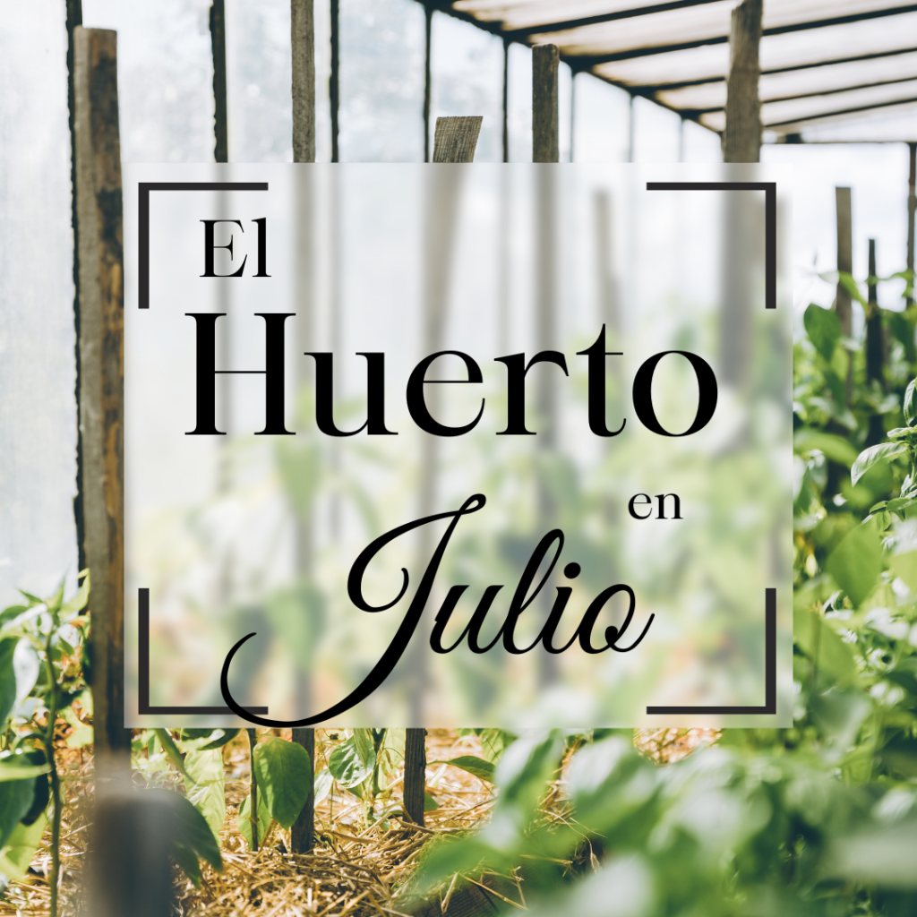 Huerto en Julio: Qué Plantar y Cómo Cuidarlo en Pleno Verano