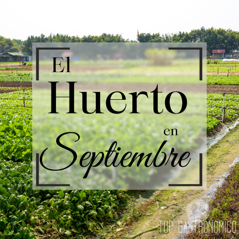 Huerto en Septiembre: Qué Plantar y Cómo Cuidarlo