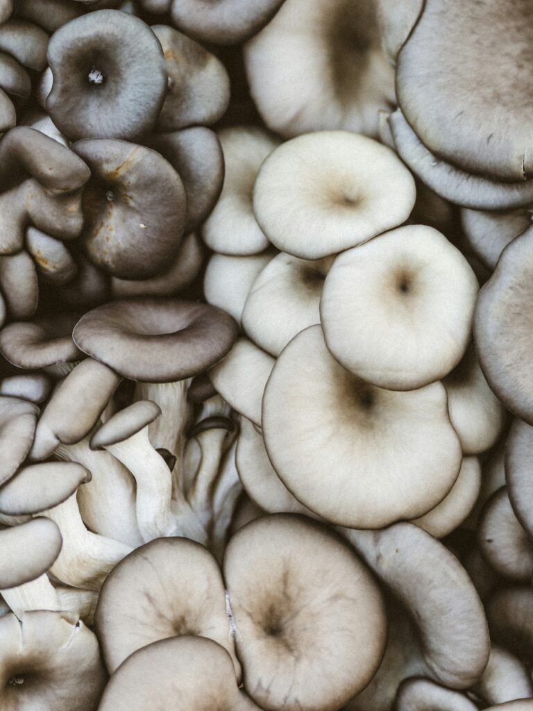 Setas de Cardo: Guía Completa sobre esta Deliciosa Especie