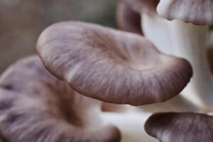 El Secreto para unas Setas de Cardo a la Plancha Jugosas y Llenas de Sabor