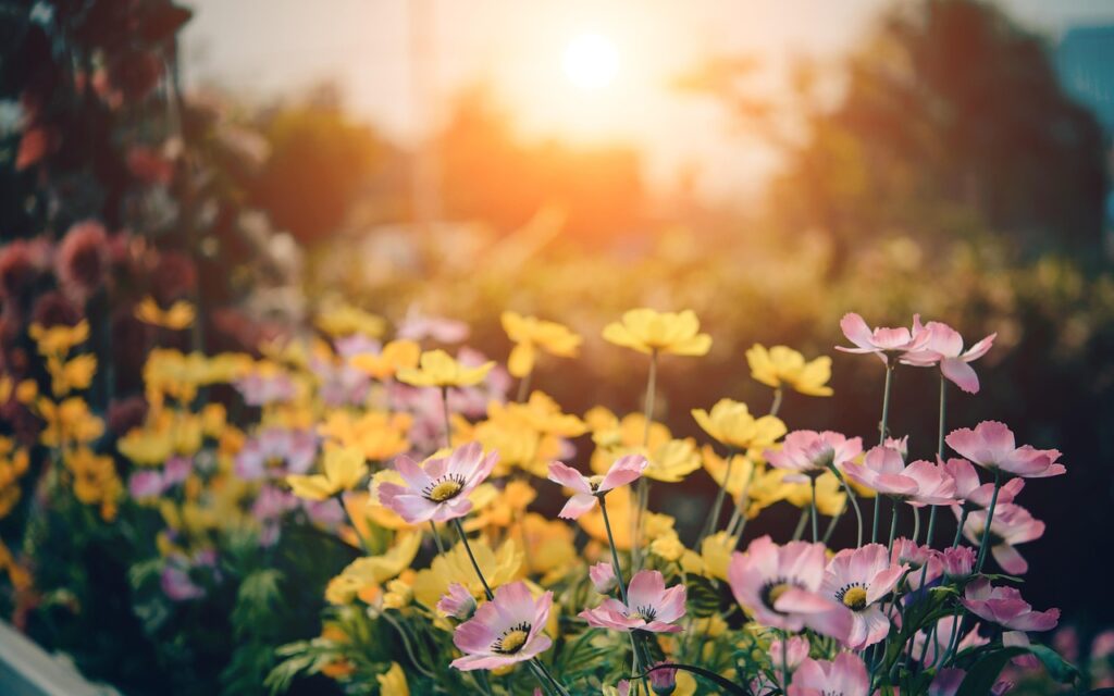 El Huerto en Verano: Guía Completa para Cultivar en la Temporada Más Cálida