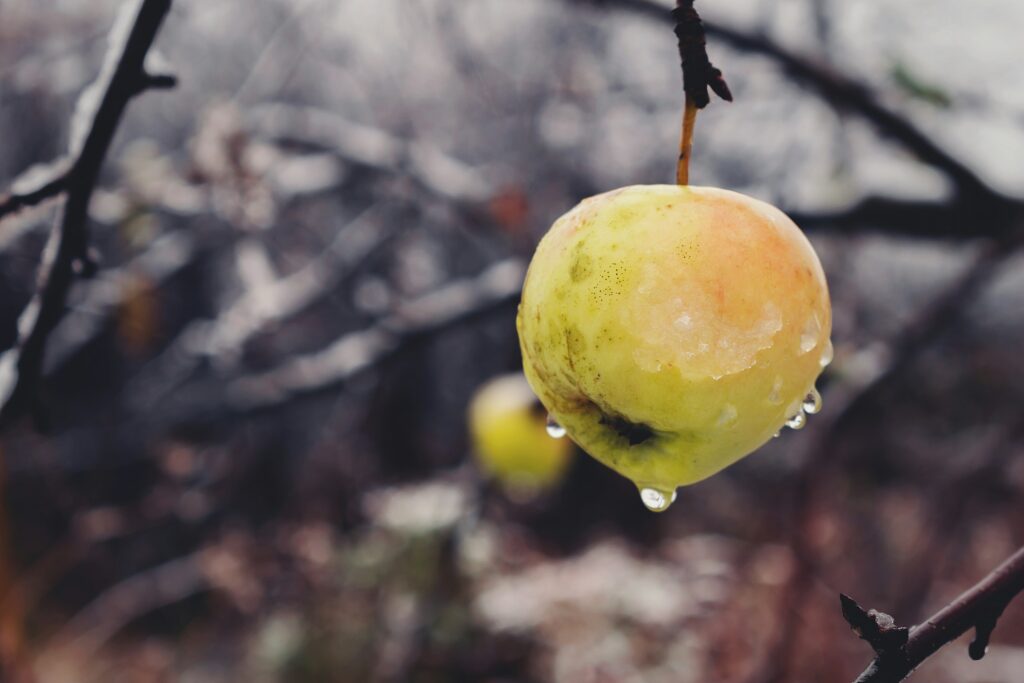 El Huerto en Invierno: guía completa para cultivar con éxito en la época fría