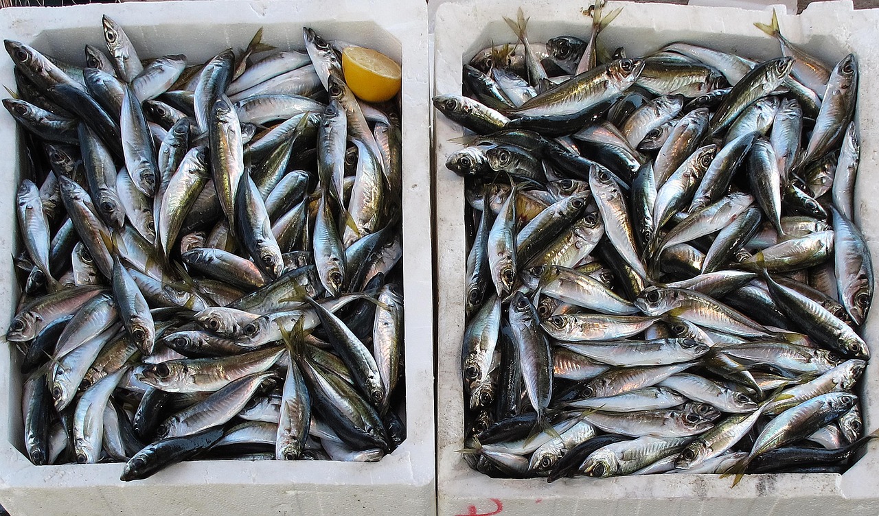Pescados de Temporada en Febrero: Descubre Cuáles Son y Cómo Cocinarlos