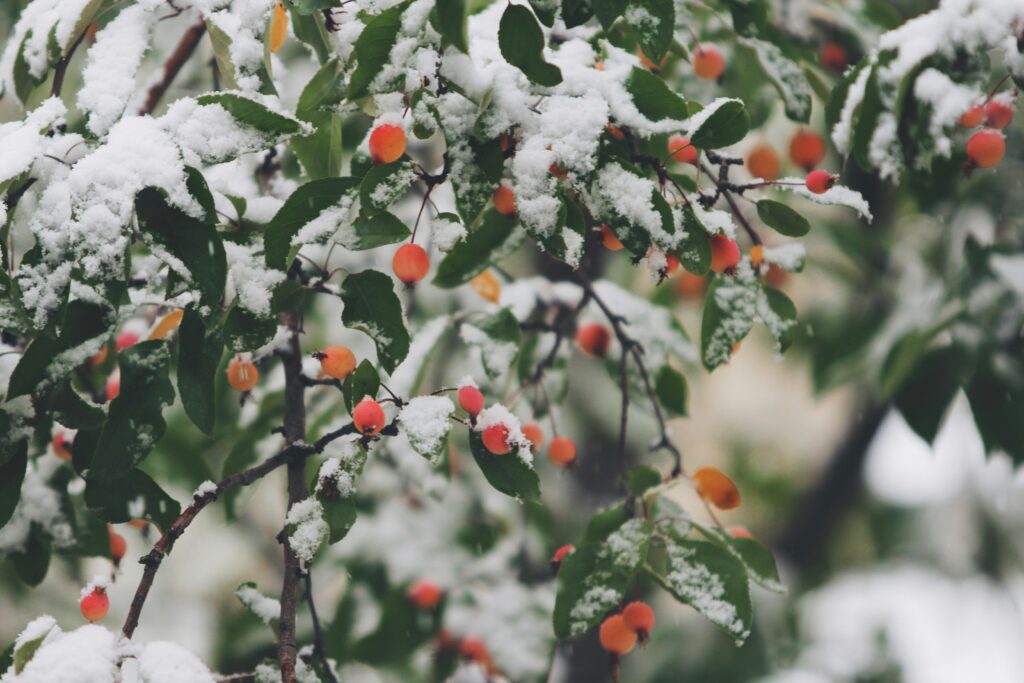 El Huerto en Invierno: guía completa para cultivar con éxito en la época fría