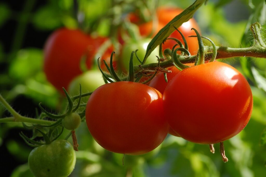 Cómo conservar los tomates del verano todo el año: 5 métodos infalibles