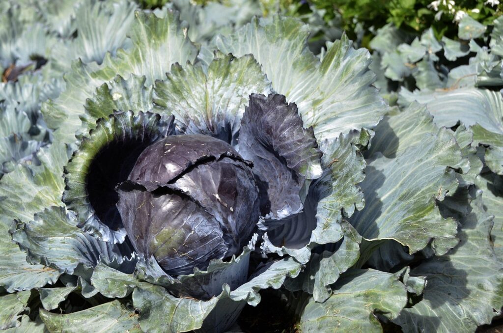 El Huerto en Invierno: guía completa para cultivar con éxito en la época fría