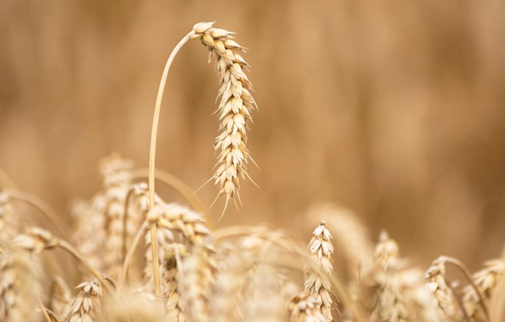 El Huerto en Verano: Guía Completa para Cultivar en la Temporada Más Cálida