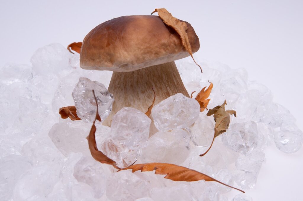 Cómo deshidratar Boletus Edulis y conservar su sabor durante meses